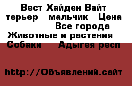 Вест Хайден Вайт терьер - мальчик › Цена ­ 35 000 - Все города Животные и растения » Собаки   . Адыгея респ.